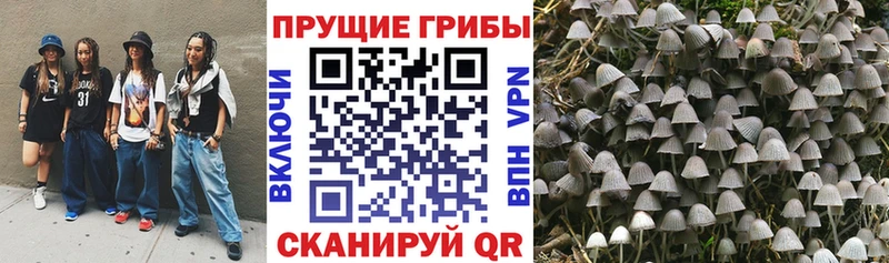 Псилоцибиновые грибы Psilocybe  мега   Асбест 